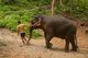 Thailand: Elephant and mahout, Patara Elephant Farm, Chiang Mai Province