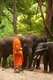 Thailand: Buddhist monk and elephants at the Patara Elephant Farm, Chiang Mai Province