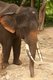 Thailand: A young male elephant with rubber tusk protectors, Patara Elephant Farm, Chiang Mai Province
