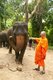 Thailand: Buddhist monk and elephant at the Patara Elephant Farm, Chiang Mai Province