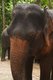 Thailand: Patara Elephant Farm, Chiang Mai Province