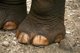 Thailand: An elephant's perfect toenails, Patara Elephant Farm, Chiang Mai Province