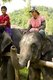 Thailand: Elephants and their Karen mahouts are a common sight throughout the valley around the Patara Elephant Farm, Chiang Mai Province
